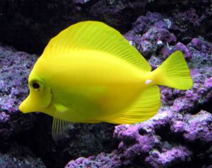 yellow-tang-fish.jpg