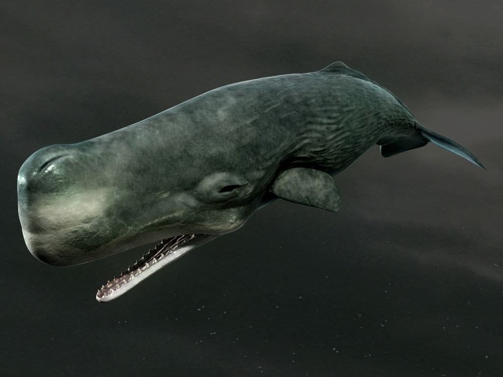 Кошелот. Кашалот Левиафан Мелвилла. Доисторический кит Левиафан Мелвилла. Левиафан Мелвина. Левиафан вымерший кит.